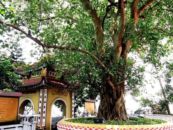 albero-di-Bodhi-tran-quoc