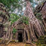 Ta Prohm cambogia viaggio