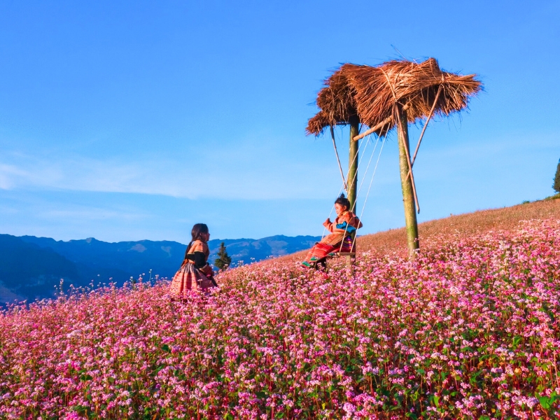 Ha Giang : Scoprite la bellezza unica durante la fioritura del grano saraceno