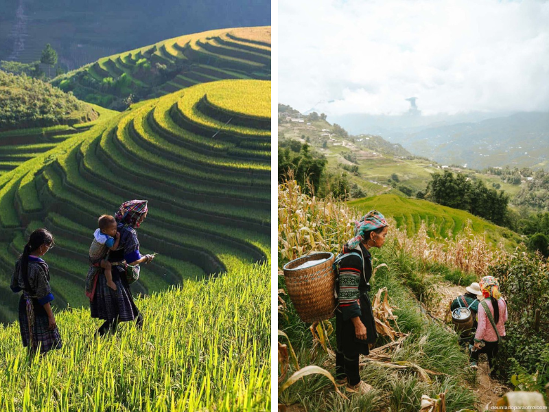 Sapa