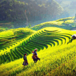 Sapa