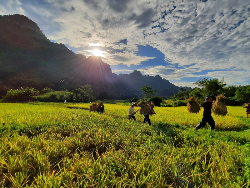 risaie-lam-thuong