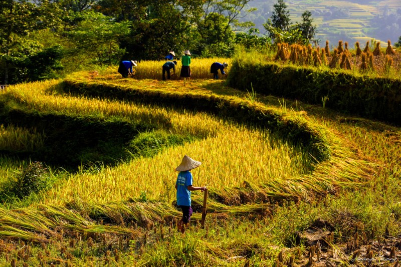 risaie-vietnam