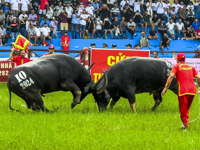 Le Choi Trau