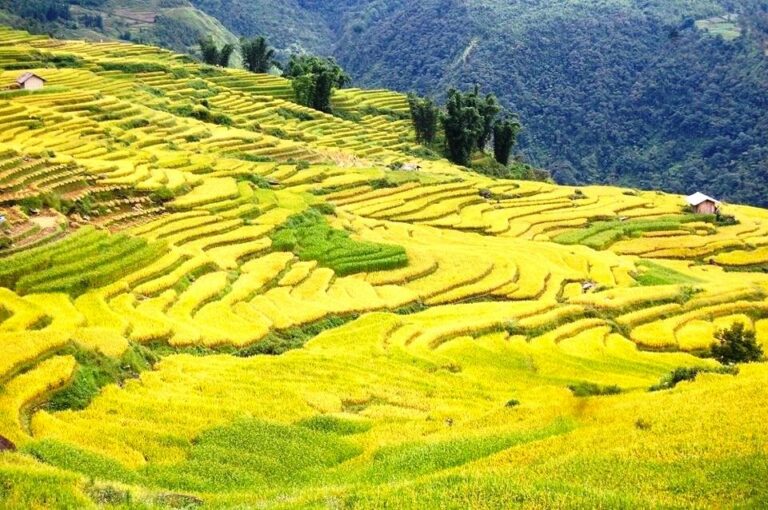 suoi-thau-flora