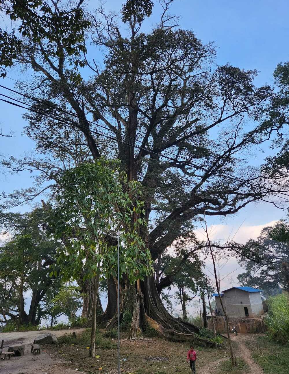 thien-huong 2